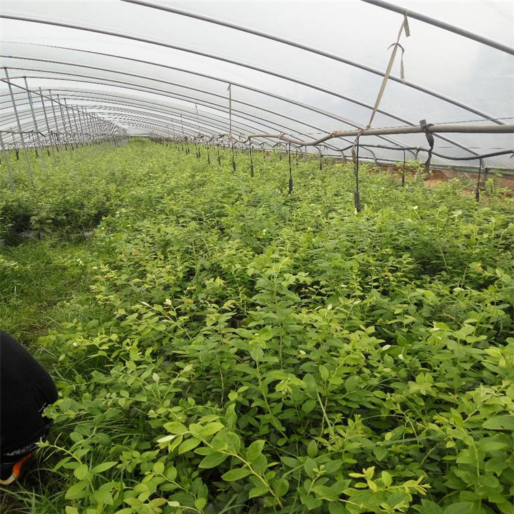 贵州省蓝丰蓝莓苗种植基地根系发达蓝莓苗