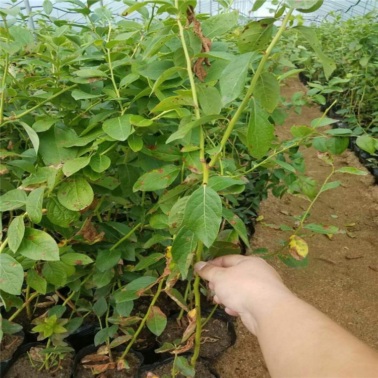 海南省蓝丰蓝莓苗种植基地蓝莓苗大量供应