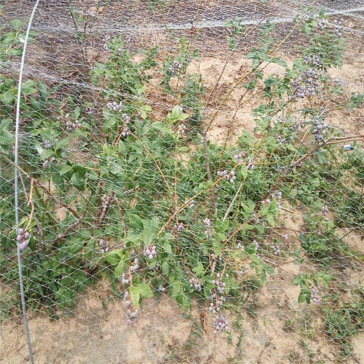 云南省薄雾蓝莓苗价格蓝莓苗品种