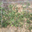 北陆蓝莓苗种植基地适应能力强的蓝莓树苗