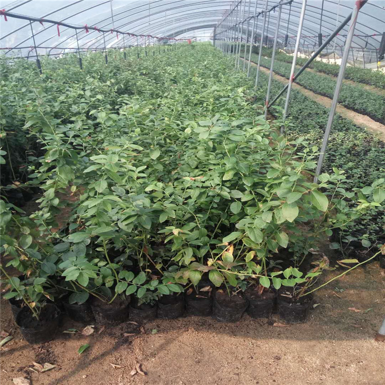 甘肃省三年生蓝莓苗厂家品质