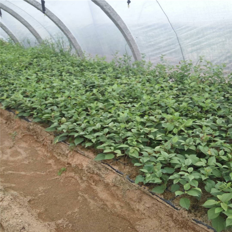 青海省蓝莓苗厂家根系发达蓝莓苗