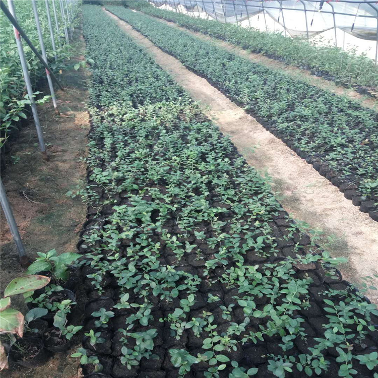 青海省蓝莓苗厂家根系发达蓝莓苗