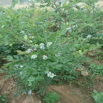贵州省蓝丰蓝莓苗种植基地根系发达蓝莓苗