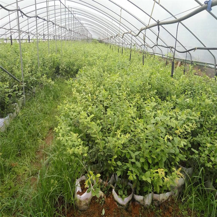 陕西省兔眼蓝莓苗哪里有产量高蓝莓苗