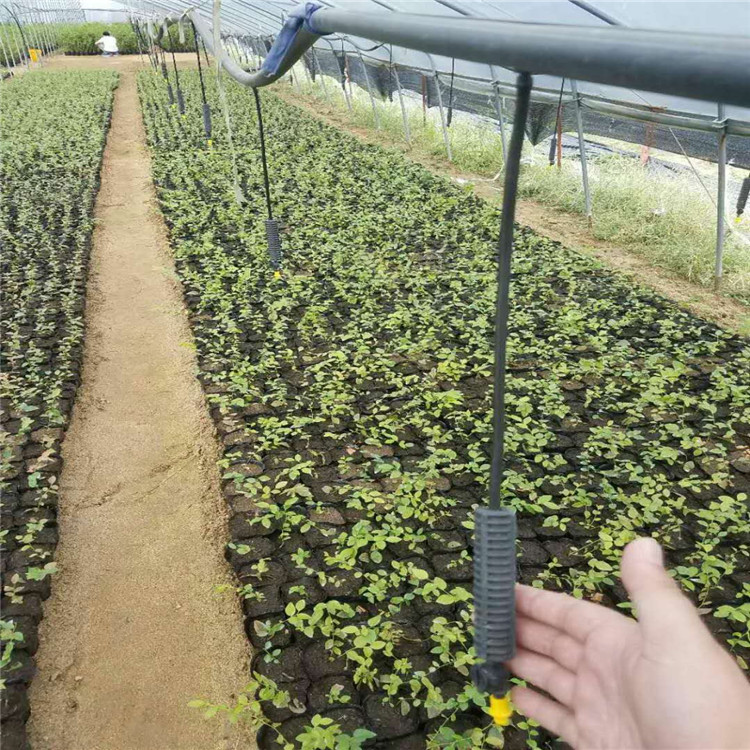 蓝莓苗多少钱一棵  产量高蓝莓苗