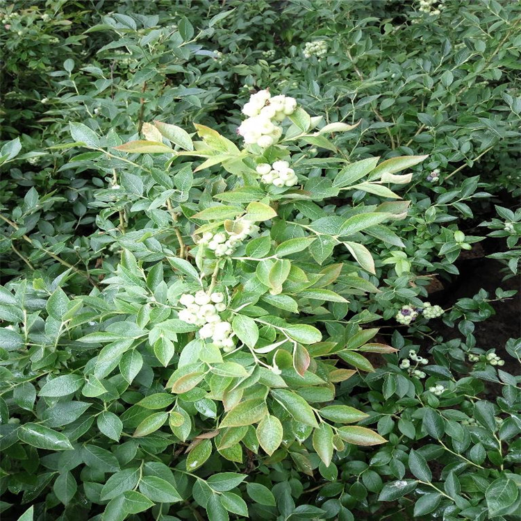 奥尼尔蓝莓苗种植基地  蓝莓苗大量供应