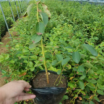 甘肅省兩年藍莓苗廠家藍莓苗大量供應(yīng)