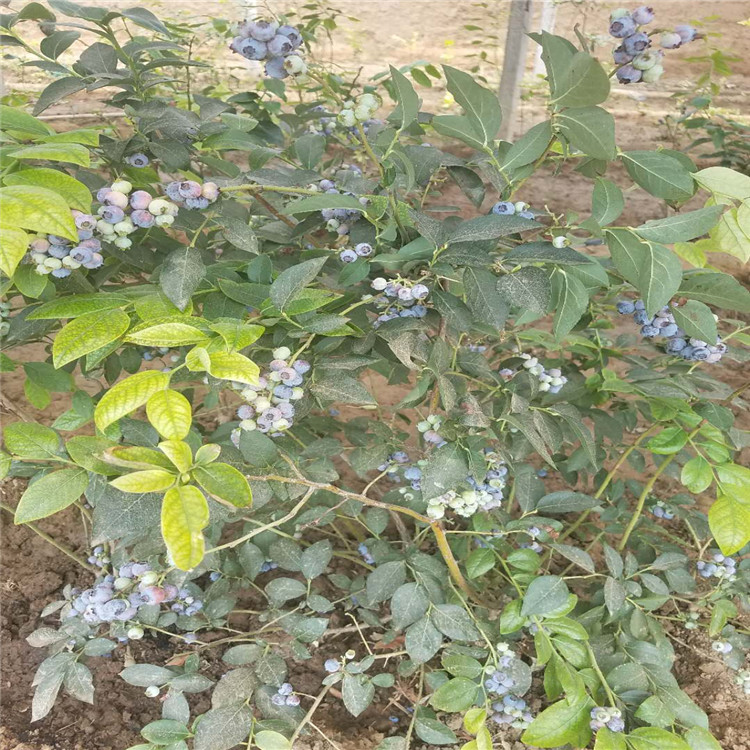 青海省薄雾蓝莓苗价格蓝莓苗品种