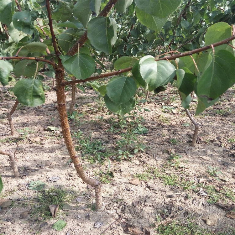 安徽省当年挂果杏树苗厂家产量高杏树苗