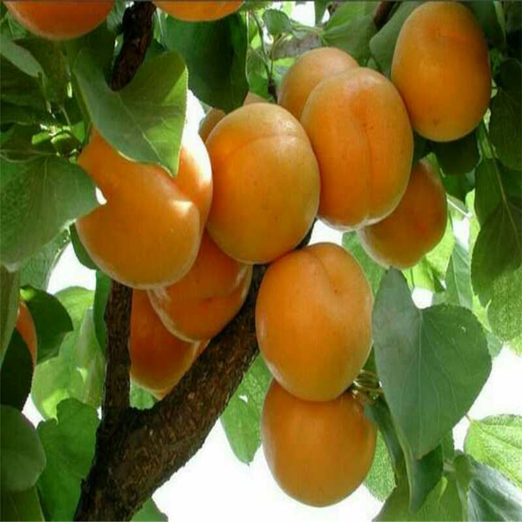 杏树苗厂家产量高杏树苗