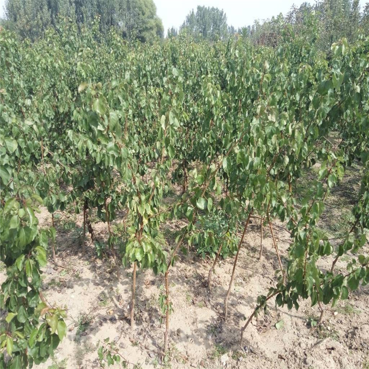 天津杏树苗哪里有抗强杏树苗品种