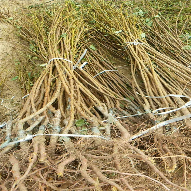 一公分杏树苗种植基地杏树苗大量有货