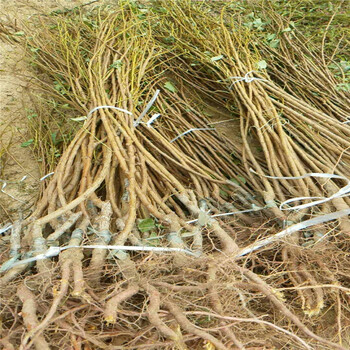 凱特杏樹苗種植基地適應能力強的杏樹苗