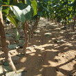 云南省当年挂果杏树苗种植基地根系发达杏苗图片