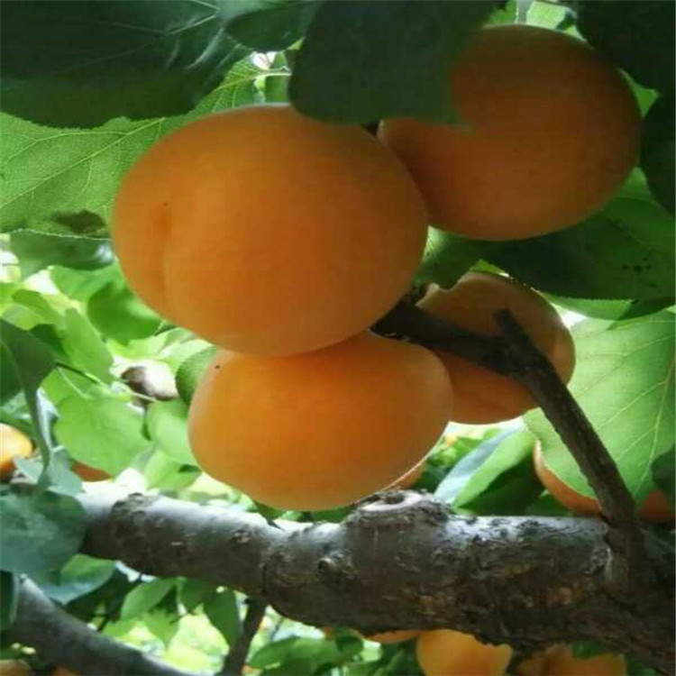 杏树小苗种植基地根系发达杏苗