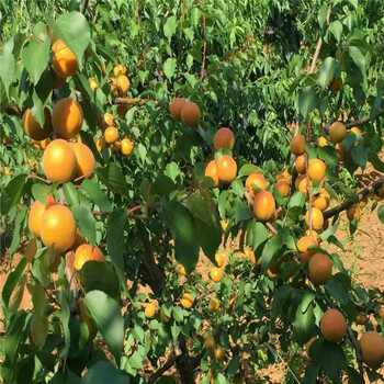 山西省当年挂果杏树苗种植基地杏树苗大量有货