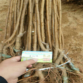 天津杏樹小苗廠家品質(zhì)