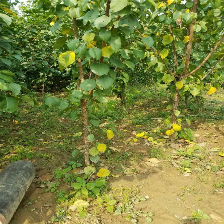 杏树小苗种植基地根系发达杏苗
