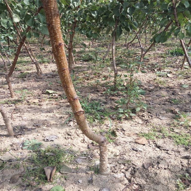 重庆金太阳树苗种植基地根系发达杏苗