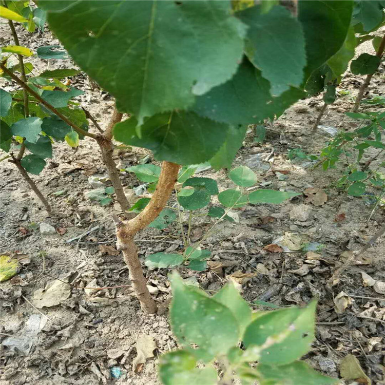 珍珠油杏树苗种植基地根系发达杏苗
