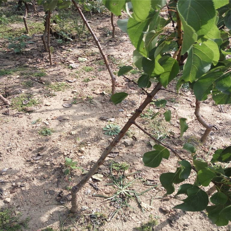 山东省凯特杏树苗哪里有抗强杏树苗品种