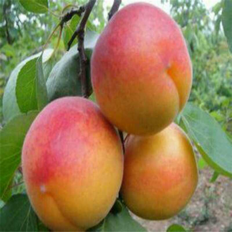 重庆珍珠油杏树苗种植基地根系发达杏苗