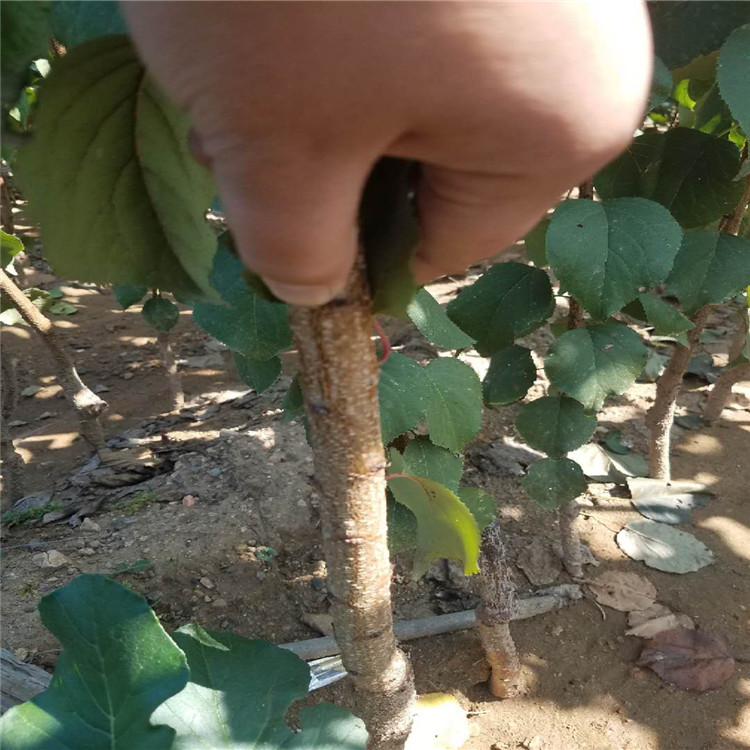 珍珠油杏树苗种植基地根系发达杏苗