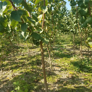 重庆金太阳树苗种植基地根系发达杏苗