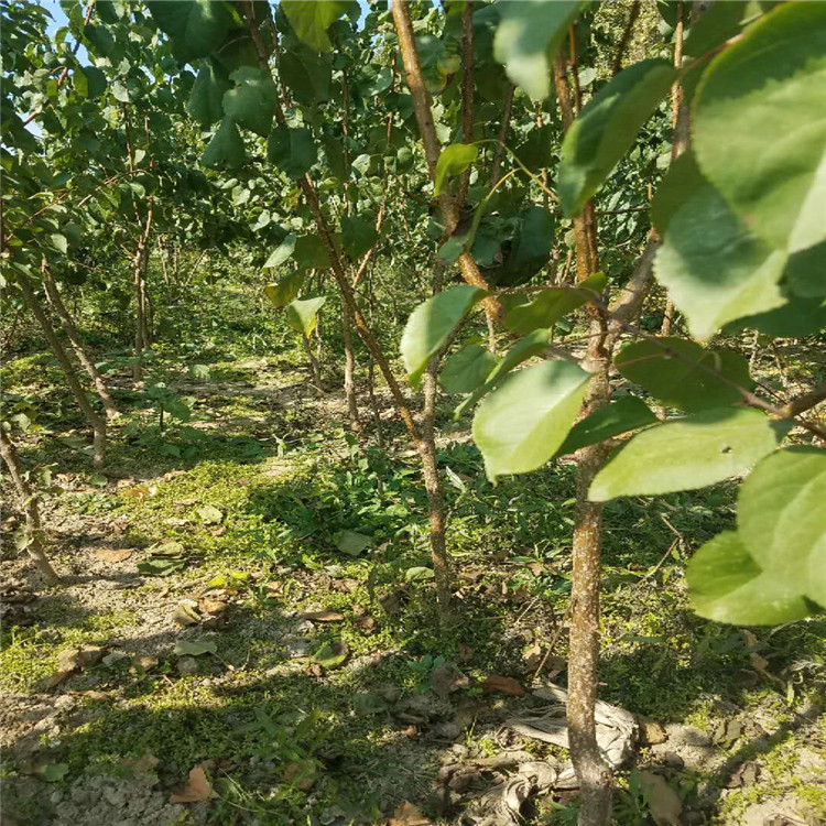 天津杏树苗哪里有抗强杏树苗品种