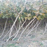 广东省甜红子山楂苗多少钱一棵山楂苗品种图片4