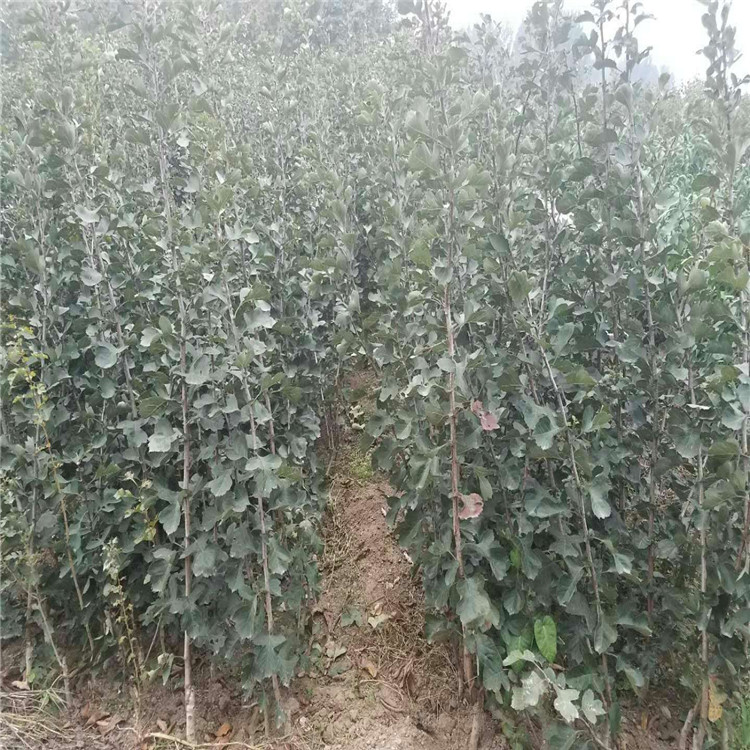 河北省大棉球山楂苗哪里有抗强山楂苗品种