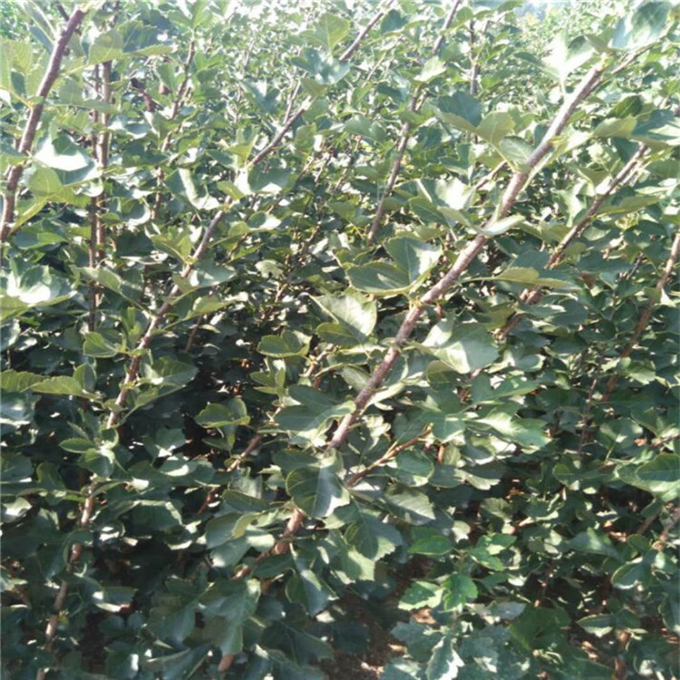 河北省大棉球山楂苗哪里有抗强山楂苗品种