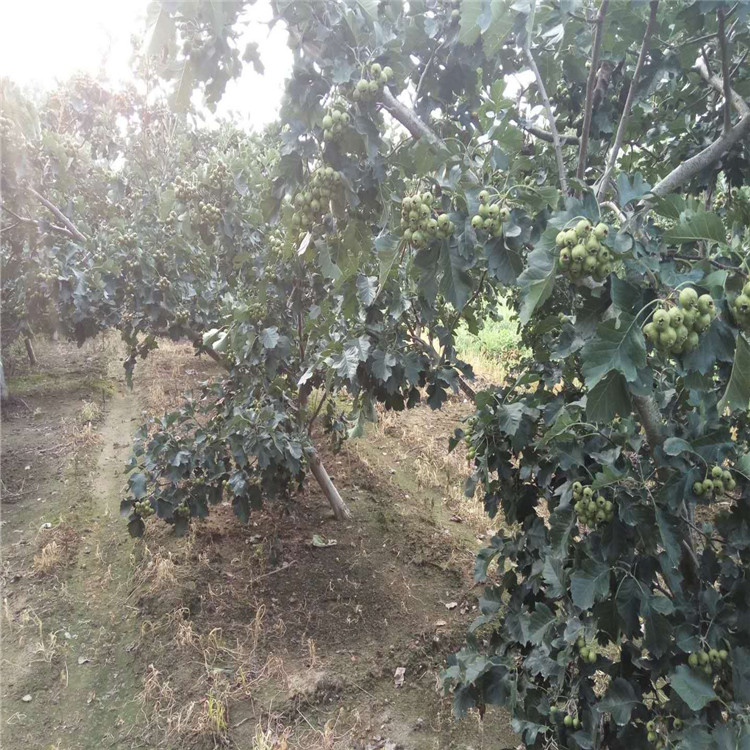 广东省甜红子山楂苗多少钱一棵山楂苗品种