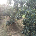 广东省甜红子山楂苗多少钱一棵山楂苗品种图片2
