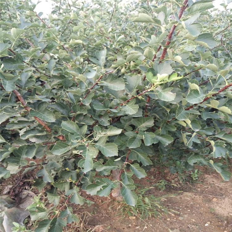 广东省甜红子山楂苗多少钱一棵山楂苗品种