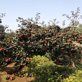 河南省兩公分山楂苗種植基地山楂苗大量供應(yīng)