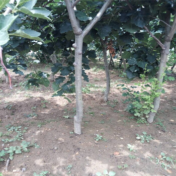 山東省大棉球山楂苗種植基地山楂苗大量有貨