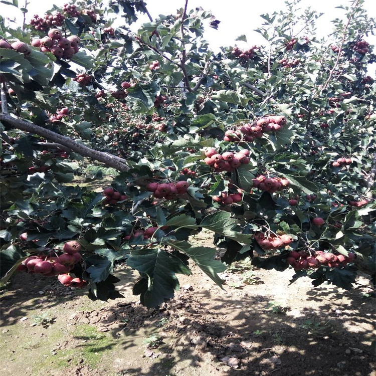 嫁接山楂树苗价格山楂苗现货充足