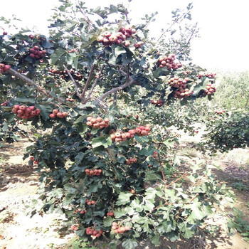 當(dāng)年掛果山楂苗種植基地產(chǎn)量高山楂苗