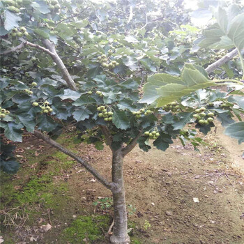 適合南北方種植山楂苗價格山楂苗品種