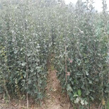 广东省甜红子山楂苗多少钱一棵山楂苗品种图片3