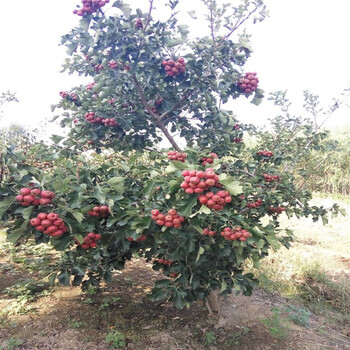 甜红子山楂苗价格山楂苗现货充足