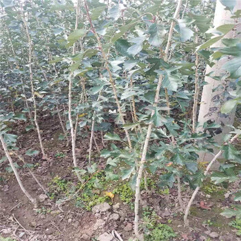重庆大棉球山楂苗多少钱一棵山楂苗品种
