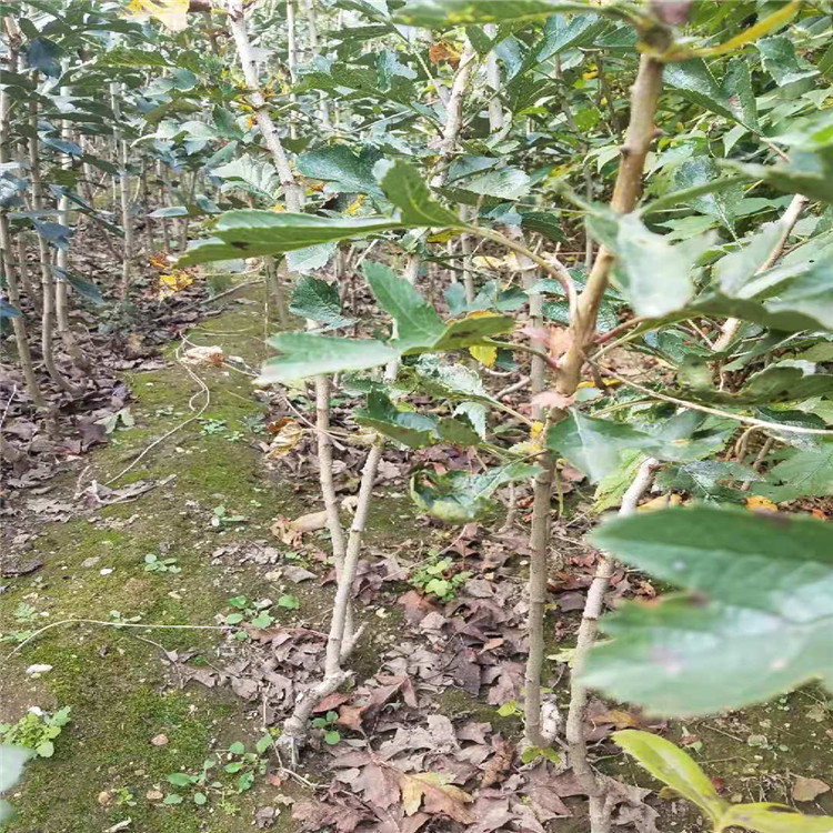 重庆大棉球山楂苗多少钱一棵山楂苗品种