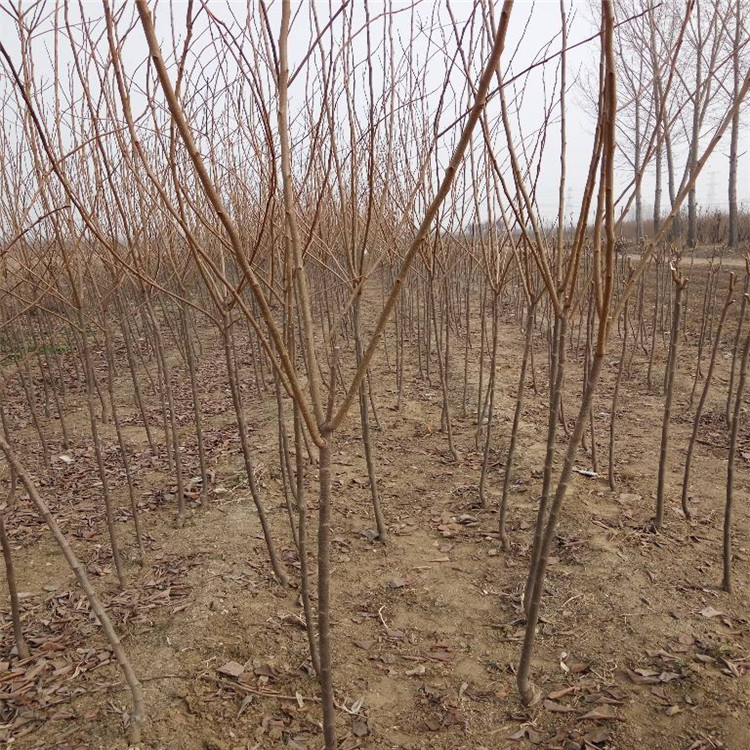 山西省甜柿树苗种植基地柿子苗规格