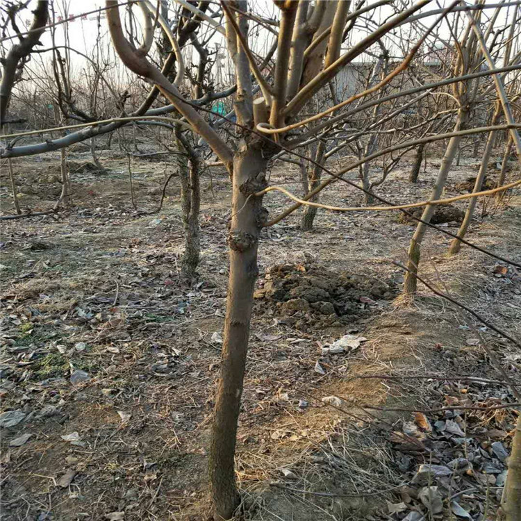 宁夏自治区甜柿树苗厂家产量高柿子苗