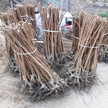 上海牛心柿子苗種植基地柿子苗大量有貨