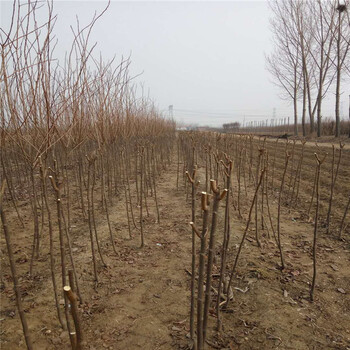 湖北省富有甜柿樹苗種植基地柿子苗大量有貨