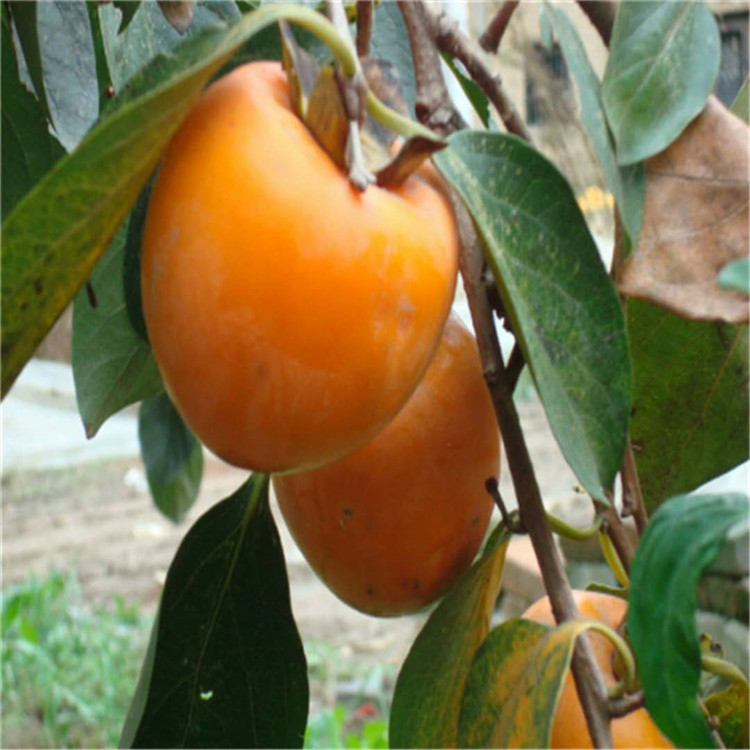 江西省阳丰甜柿树苗哪里有柿子苗品种